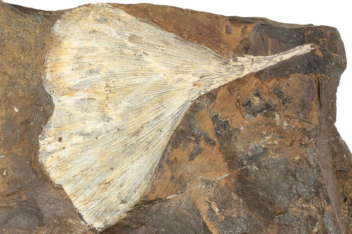 Fossil Ginkgo Leaf From North Dakota - Paleocene #189016